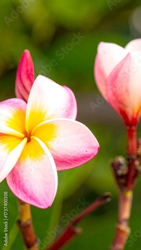 Pink, white, and yellow flower
