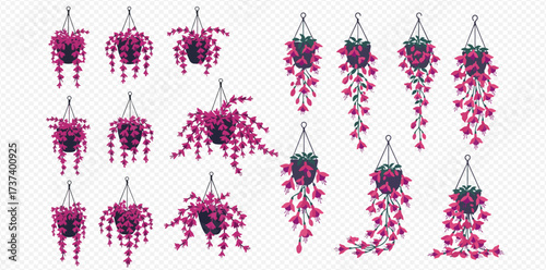 Collection of hanging basket plants with vibrant pink flowers in various growth stages and arrangements on a transparent background.