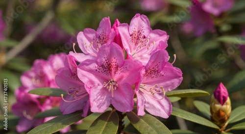 Close-up of vibrant pink rhododendron blossoms in cluster, with soft focus on surrounding foliage