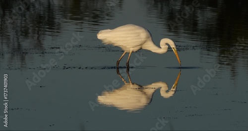 Great egret, Ardea alba, the Camargue, France