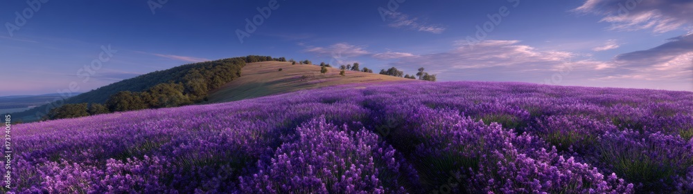 Obraz premium Hdr panoramic scene of gentle hill lavender fields nature scenic landscape 360-degree view