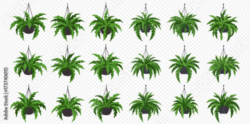 A collection of lush green fern plants in black hanging baskets, arranged in a grid pattern on a transparent background.