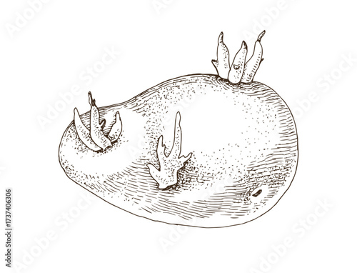 Old sprouted potato hand drawn vector
