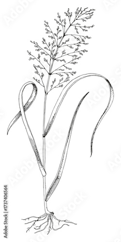Forage grass for pasture and hay vector set