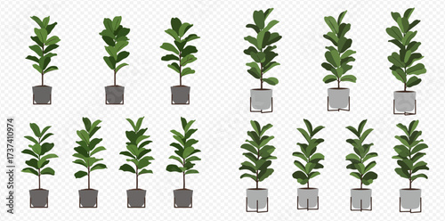 A collection of illustrated fiddle leaf fig trees in various sizes and pot styles on a transparent background.