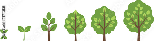 Tree growth stages vector set showing seedling to mature tree, nature cycle, environmental education, botanical development, and life progression