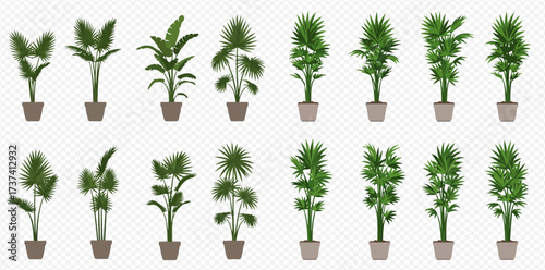 A collection of sixteen different realistic potted palm trees for interior design on a transparent background.