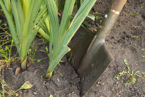 Wallpaper Mural A shovel for digging up faded gladioli. Autumn work to preserve the bulbs. Torontodigital.ca