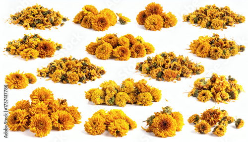 Dried chrysanthemum flower collage isolated on a clean white background botanical dried flower arrangement illustration