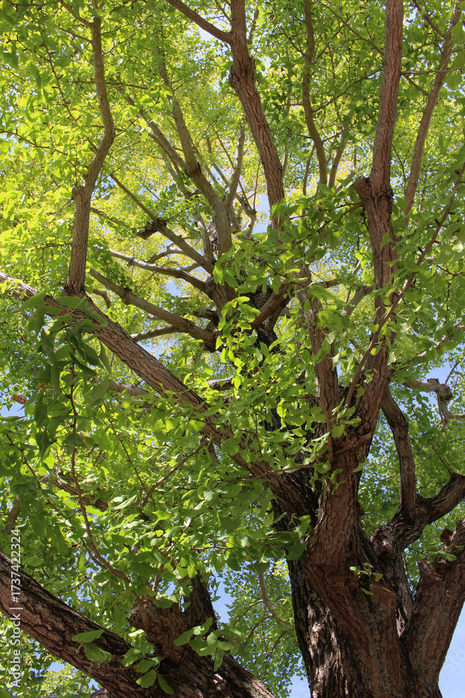 Fototapeta premium Look up at old tree of gingko biloba with lush green leaves in summer background. Bright foliage of gingko biloba with sunlight in natural forest.