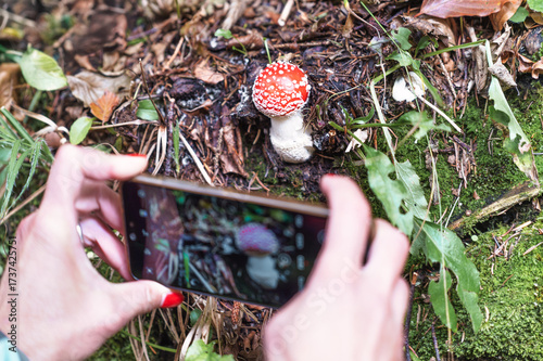 Photographing a poisonous mushroom