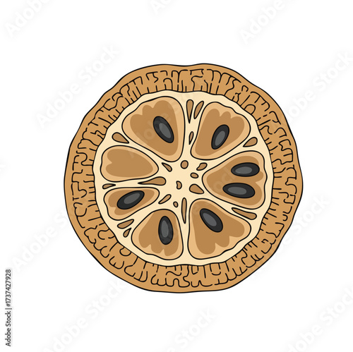 vector illustration of the inside of a luffa fruit