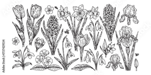 Spring Flowers Botanical Engraving Set