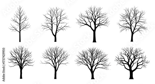 Collection of eight distinct bare deciduous trees silhouetted against a white background.