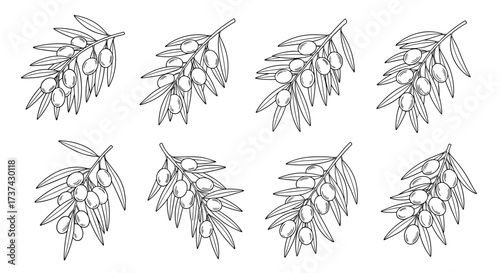 A collection of hand drawn olive branches with olives in black and white.