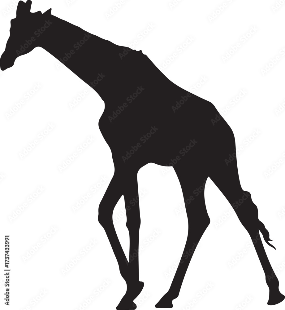 Obraz premium Giraffe silhouette, standing giraffe silhouette on white background