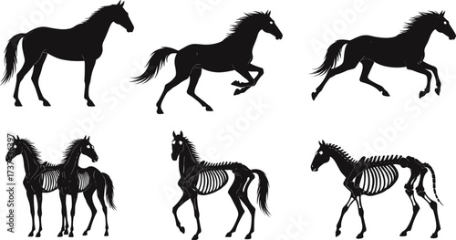 Horse and zombie skeleton horse silhouettes running, walking, and standing for Halloween horror fantasy spooky undead creature vector illustration design.