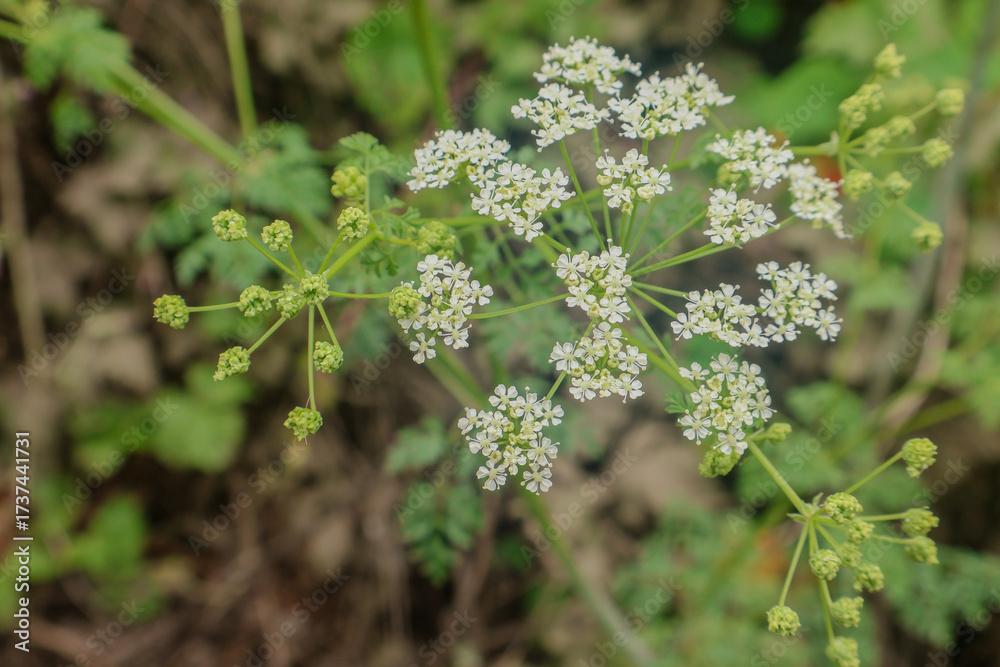 Φωτογραφία Wild White Umbel Blooms