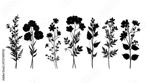 black,silhouette,wild,meadow,plants,botanical,background,fern,flowers,herbs,leaves,nature,outline,floral,field,grass,vector,art,isolated,transparent,decoration,garden,summer,delicate,cutout,arrangemen