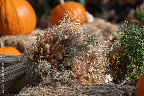 Photography Closeup of a rustic oat sheaf with pumpkins and hay at the golden autumn festiva