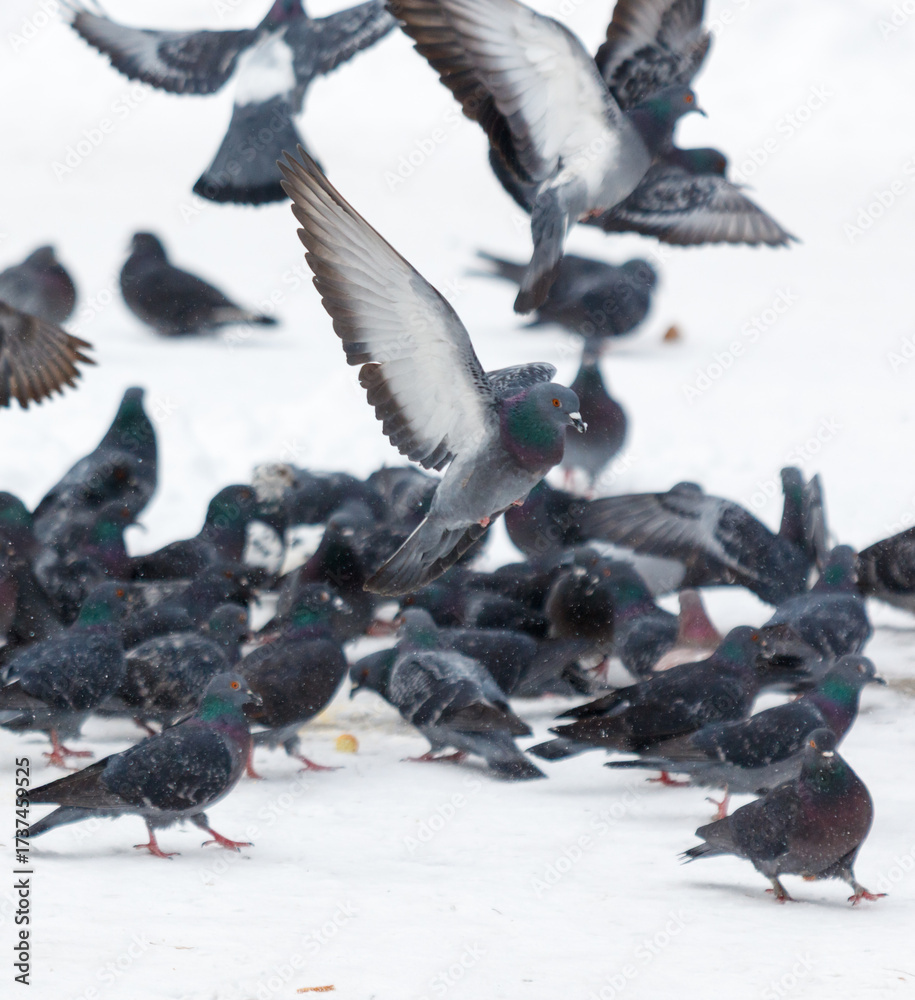 Obraz premium A flock of pigeons are gathered on a snowy surface