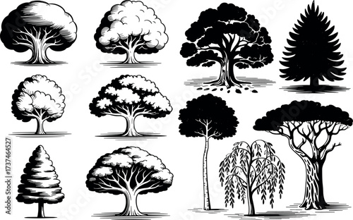 Collection of tree illustrations in black and white a vintage style drawing of various trees