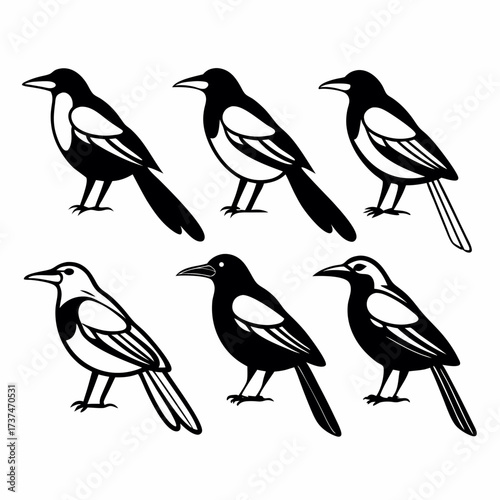 Six magpies standing, black and white vector illustration of birds in a group