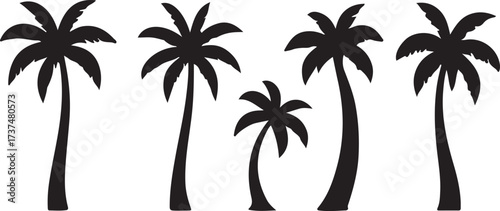 Black Palm Tree with White background 