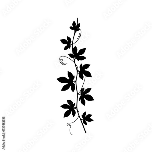 Silhouetted vine with leaves flowing downward organic botanical design element silhouette flat design vector illustration white background