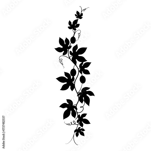 Elegant black silhouette of a grapevine with leaves and berries ornamental design silhouette flat design vector illustration white background
