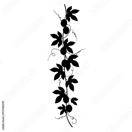 Elegant silhouette of a delicate vine with leaves and berries for decorative use silhouette flat design vector illustration white background