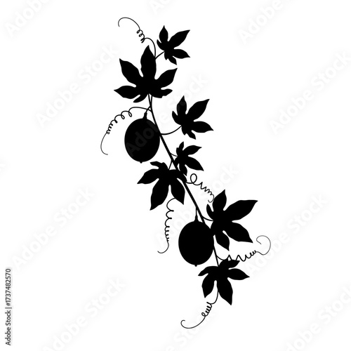 Silhouetted passion flower vine with fruit and tendrils delicate botanical design element silhouette flat design vector illustration white background