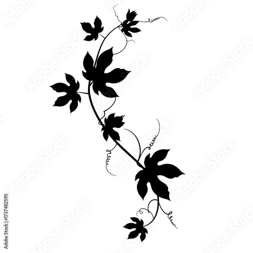 Elegant black silhouette of climbing ivy vine with detailed leaves and swirling tendrils silhouette flat design vector illustration white background