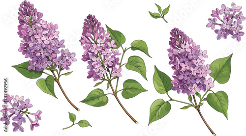 Botanical illustration of lilac flowers with green leaves, realistic watercolor spring floral set, purple and pink lilacs isolated