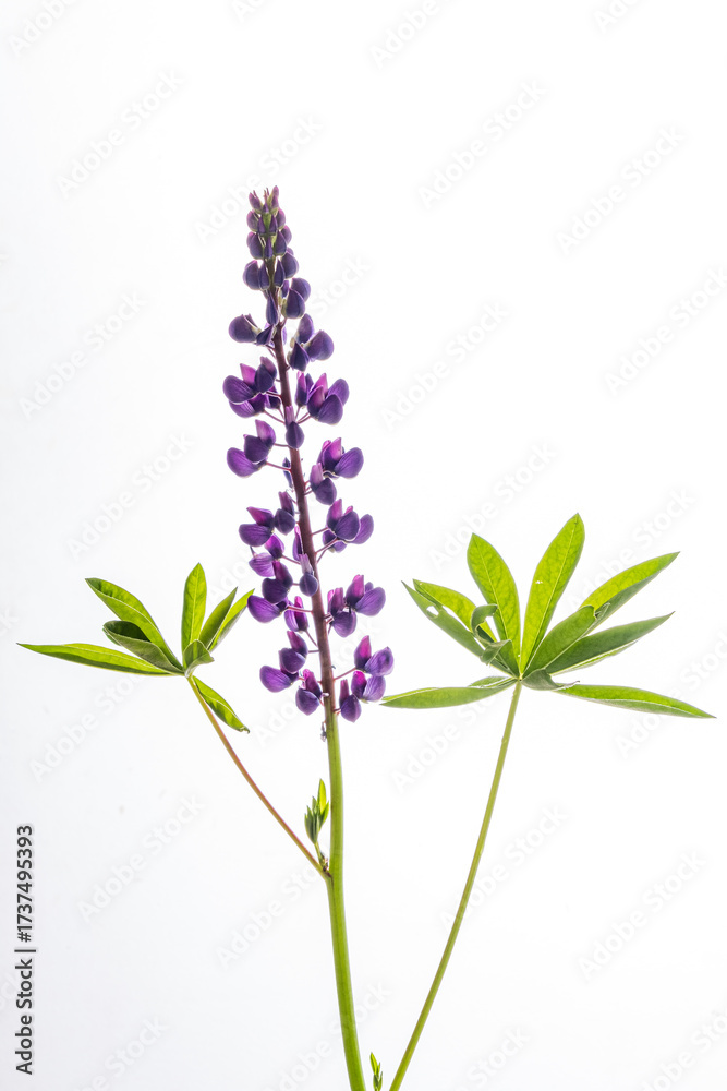 Obraz premium A stunning lupine flower stands tall with deep purple blooms and vibrant green leaves