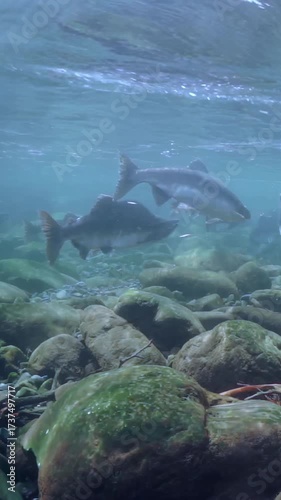 A school of Salmon is swimming upstream in clear waters around the rocky riverbed of the Pacific Northwest. The salmon travel onward through their home stream.