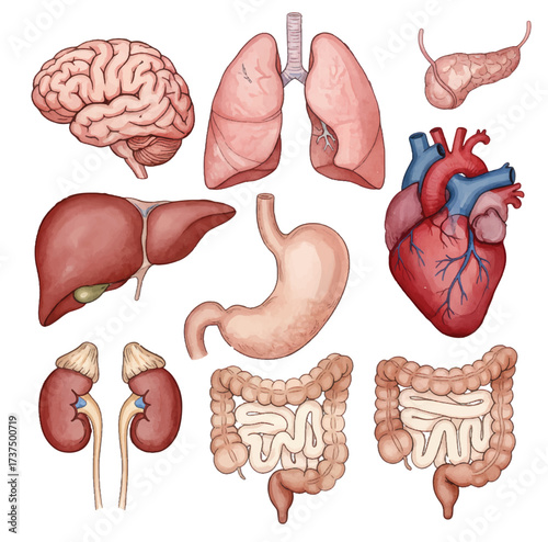 Human Internal Organs Anatomy Illustration watercolor