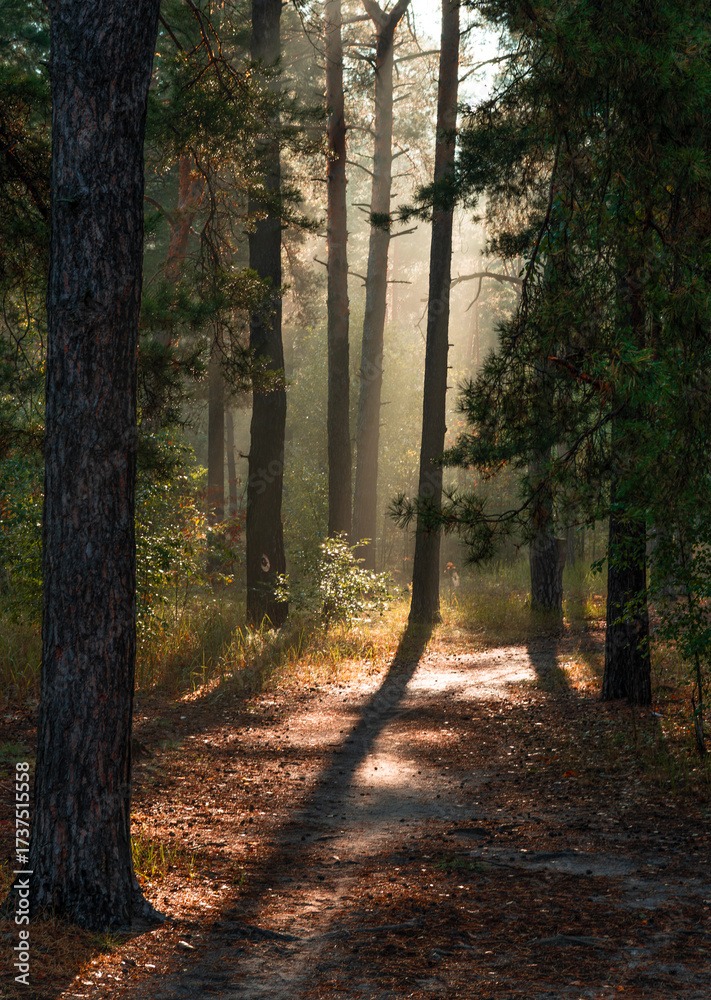 Obraz premium A sunny morning in the autumn forest. Rays of sun shine through the tree branches. Perfect weather for walking and hiking.