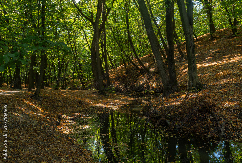Obraz premium A small forest river flows calmly in a shallow ravine under the shade of trees. The weather is perfect for walking and hiking.