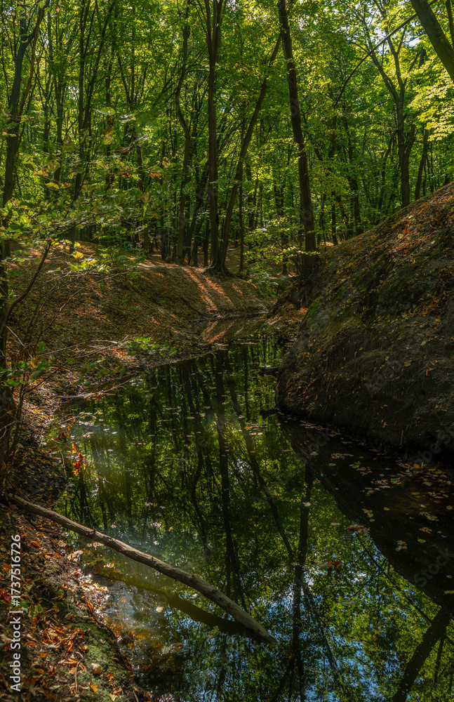 Obraz premium A small forest river flows calmly in a shallow ravine under the shade of trees. The weather is perfect for walking and hiking.