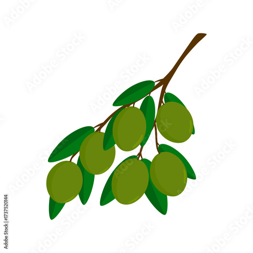 Green olives icon, Branch ripe green olives. Flat vector illustration design isolated on white background.