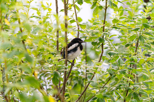 A young, baby magpie perched on a branch, hidden among green leaves and twigs.
