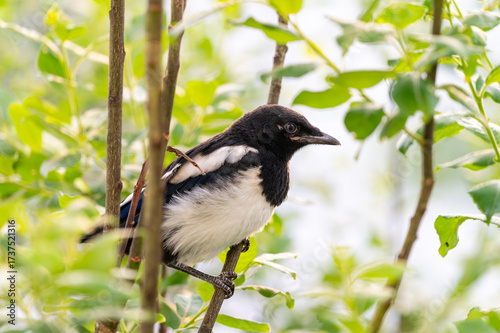 A young, baby magpie perched on a branch, hidden among green leaves and twigs.