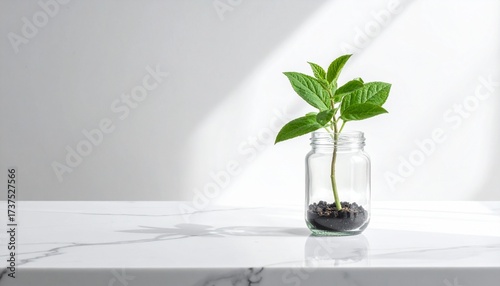 Planta creciendo dentro de un frasco de vidrio sobre mesa y fondo claro