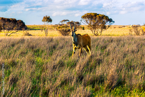Eland in Monarto Safari Park