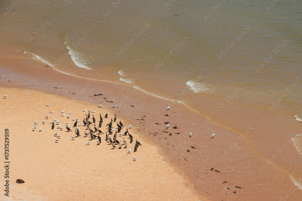 Fototapeta premium wild birds (cormorants and seagulls) at shark bay in western australia 