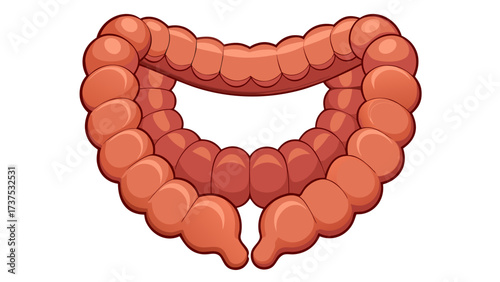 Vector illustration depicting the human colon inside the body, simplified anatomical sketch style, on transparent background