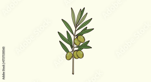 A botanical illustration of an olive branch with green olives and leaves.