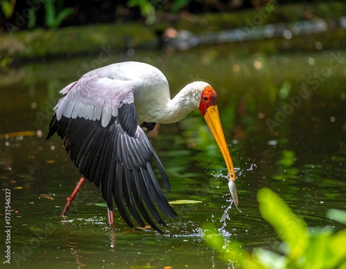 A White-Crowned Ibis in a Marsh.