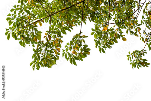 branch of a tree isolated on white
